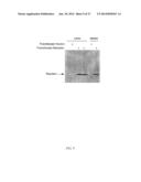 COMPOSITIONS, METHODS AND KITS RELATING TO RESISTIN diagram and image