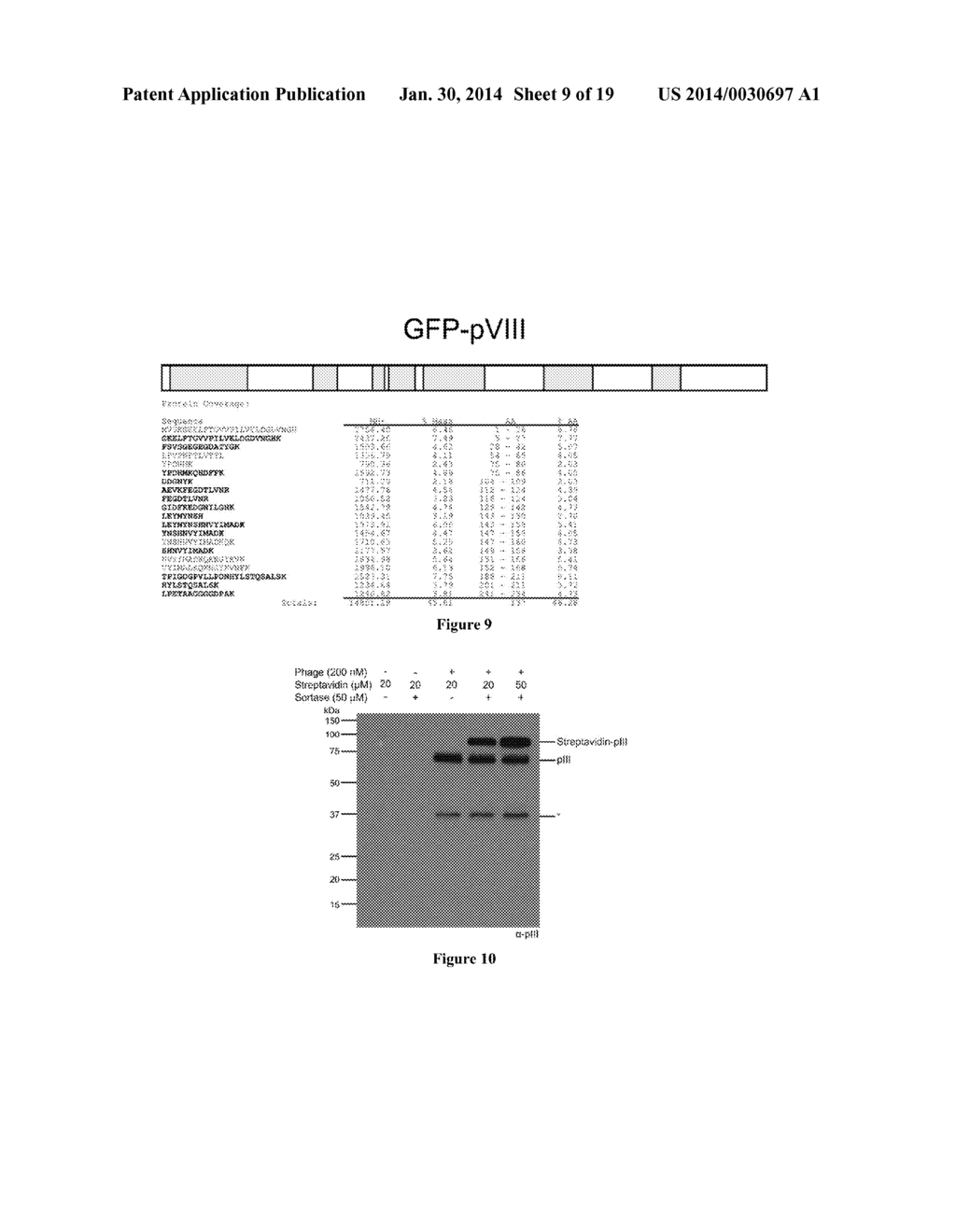 SORTASE-MEDIATED MODIFICATION OF VIRAL SURFACE PROTEINS - diagram, schematic, and image 10