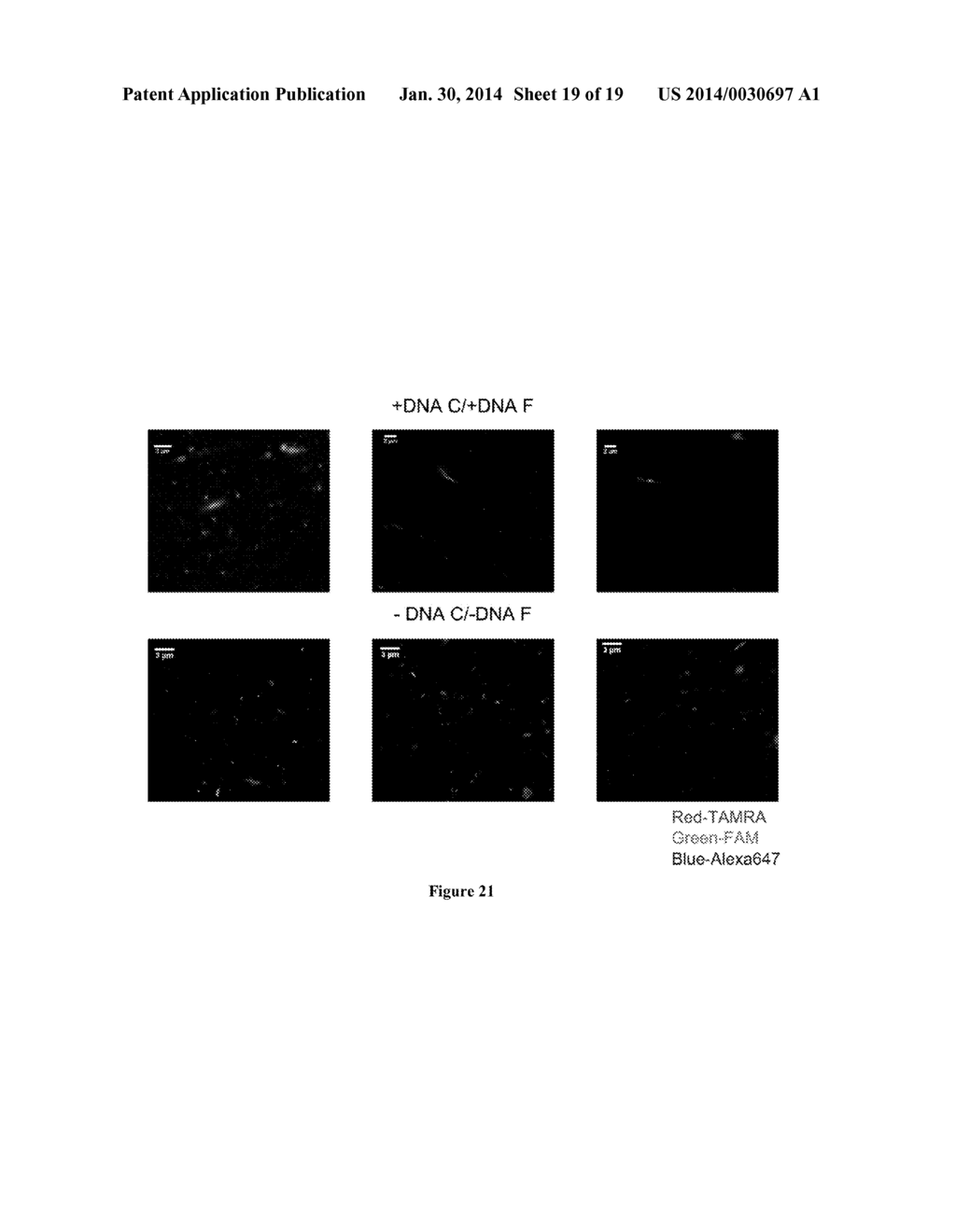 SORTASE-MEDIATED MODIFICATION OF VIRAL SURFACE PROTEINS - diagram, schematic, and image 20