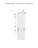 METHODS OF IDENTIFYING A CELLULAR NASCENT RNA TRANSCRIPT diagram and image