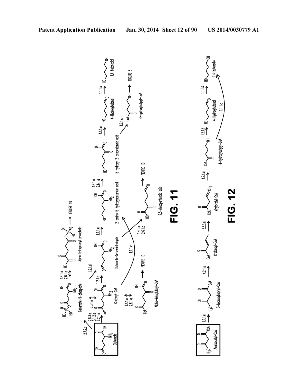 MICROORGANISMS AND METHODS FOR PRODUCTION OF 4-HYDROXYBUTYRATE,     1,4-BUTANEDIOL AND RELATED COMPOUNDS - diagram, schematic, and image 13