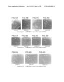 Animal Cell Culture Kit, Method for Culturing Animal Cells, Method for     Selective Culture of Animal Cells and Cell Differentiation Method diagram and image