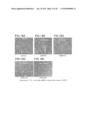 Animal Cell Culture Kit, Method for Culturing Animal Cells, Method for     Selective Culture of Animal Cells and Cell Differentiation Method diagram and image