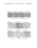 Animal Cell Culture Kit, Method for Culturing Animal Cells, Method for     Selective Culture of Animal Cells and Cell Differentiation Method diagram and image