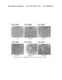 Animal Cell Culture Kit, Method for Culturing Animal Cells, Method for     Selective Culture of Animal Cells and Cell Differentiation Method diagram and image