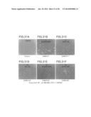 Animal Cell Culture Kit, Method for Culturing Animal Cells, Method for     Selective Culture of Animal Cells and Cell Differentiation Method diagram and image