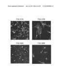 Animal Cell Culture Kit, Method for Culturing Animal Cells, Method for     Selective Culture of Animal Cells and Cell Differentiation Method diagram and image