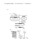 METHODS AND COMPOSITIONS FOR GAMMA-SECRETASE ASSAY diagram and image