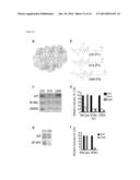 METHODS AND COMPOSITIONS FOR GAMMA-SECRETASE ASSAY diagram and image