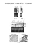 Biomarkers of Cancer diagram and image