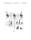 PP2A REGULATORY SUBUNIT MODIFICATION IN DISEASE diagram and image