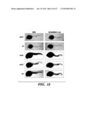 METHODS FOR TREATMENT OF MELANOMA diagram and image