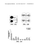 METHODS FOR TREATMENT OF MELANOMA diagram and image