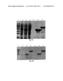 High Molecular Ordered Fibrilar Structures, Method for Their Preparation     and Uses Thereof diagram and image