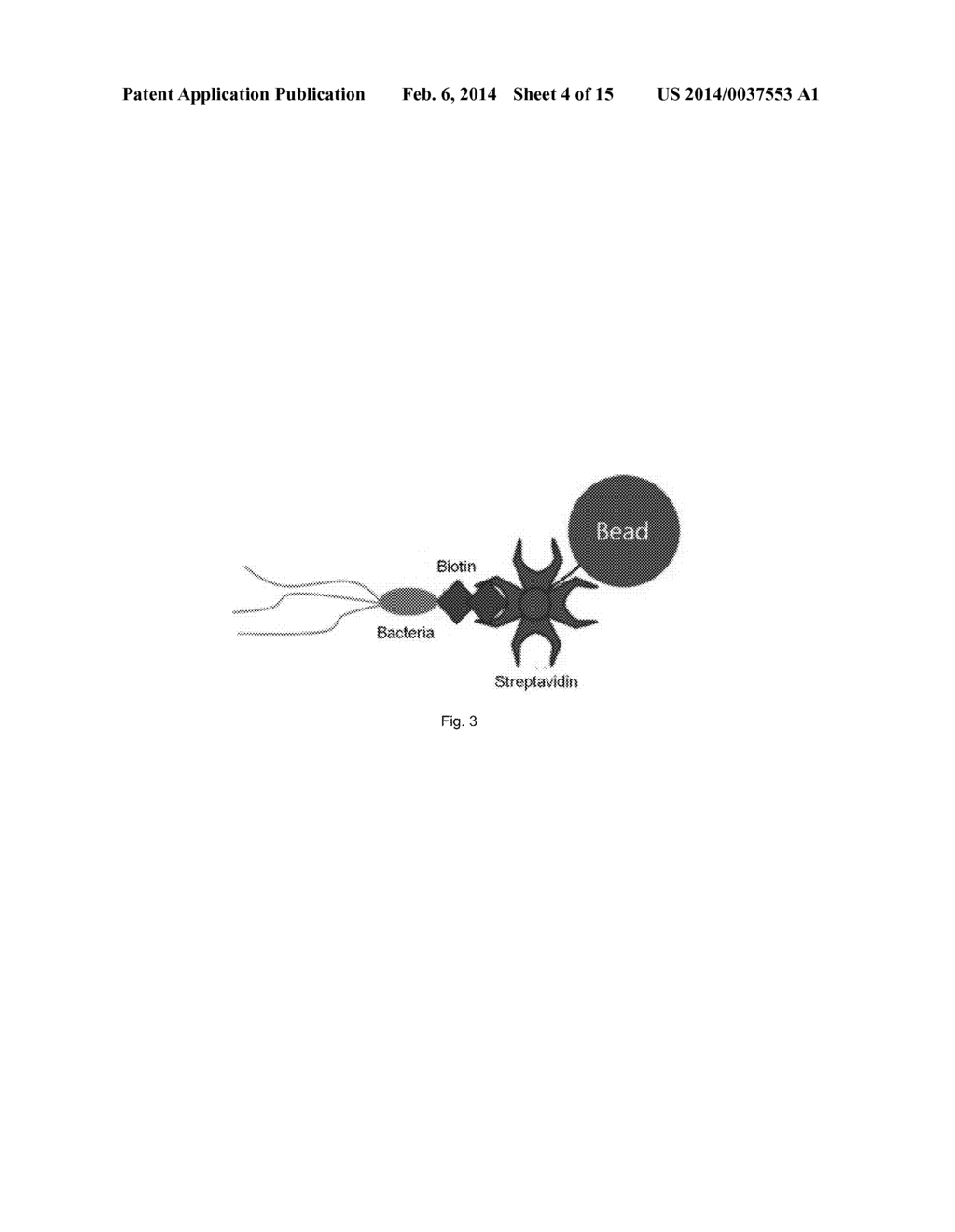 BACTERIUM-BASED MICROROBOT CAPABLE OF TARGETING CANCER TISSUE - diagram, schematic, and image 05