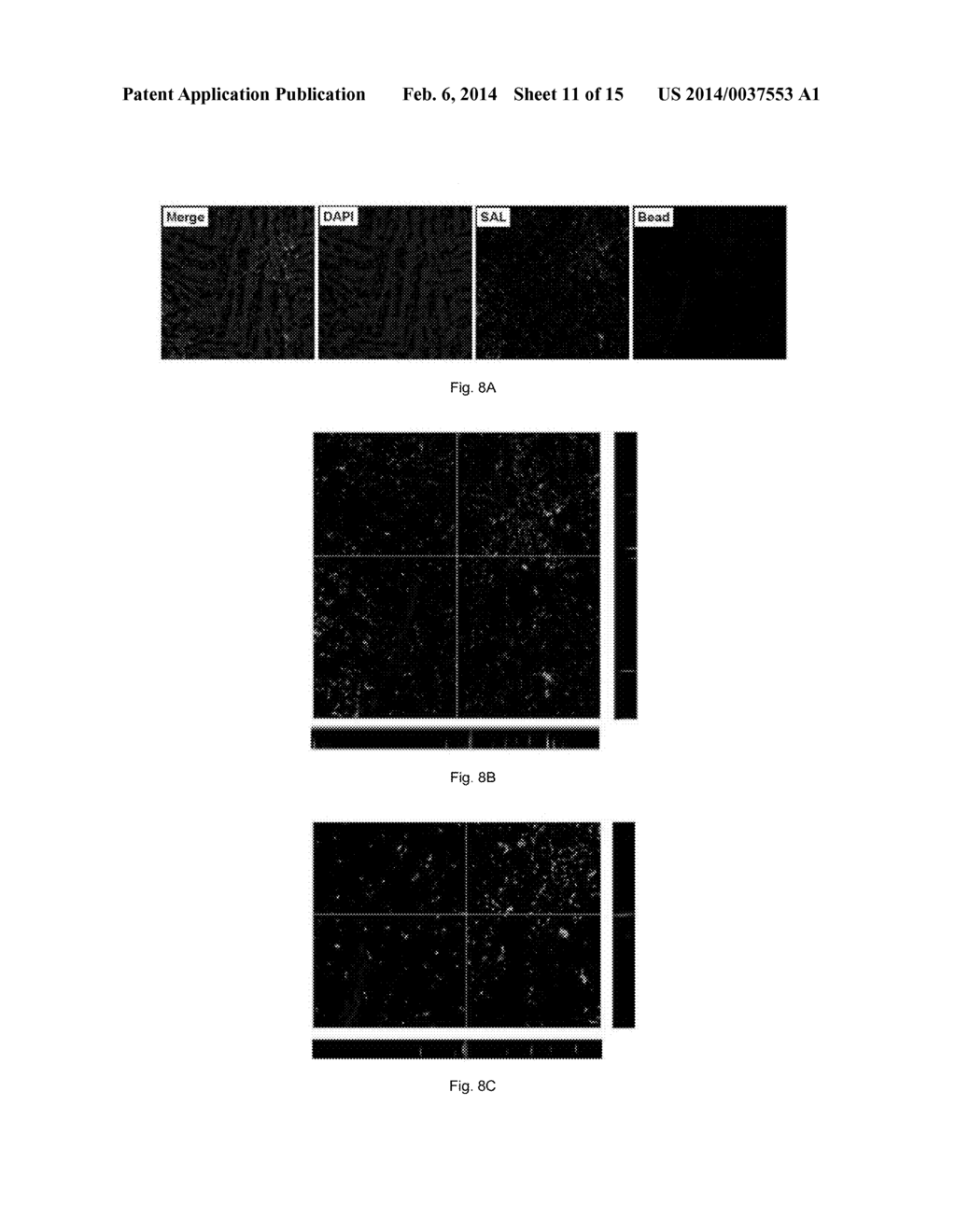 BACTERIUM-BASED MICROROBOT CAPABLE OF TARGETING CANCER TISSUE - diagram, schematic, and image 12