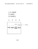 AAV8 Vector with Enhanced Functional Activity and Methods of Use Thereof diagram and image