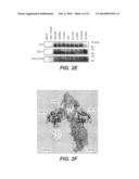 ANTI-FGFR4 ANTIBODIES AND METHODS OF USE diagram and image