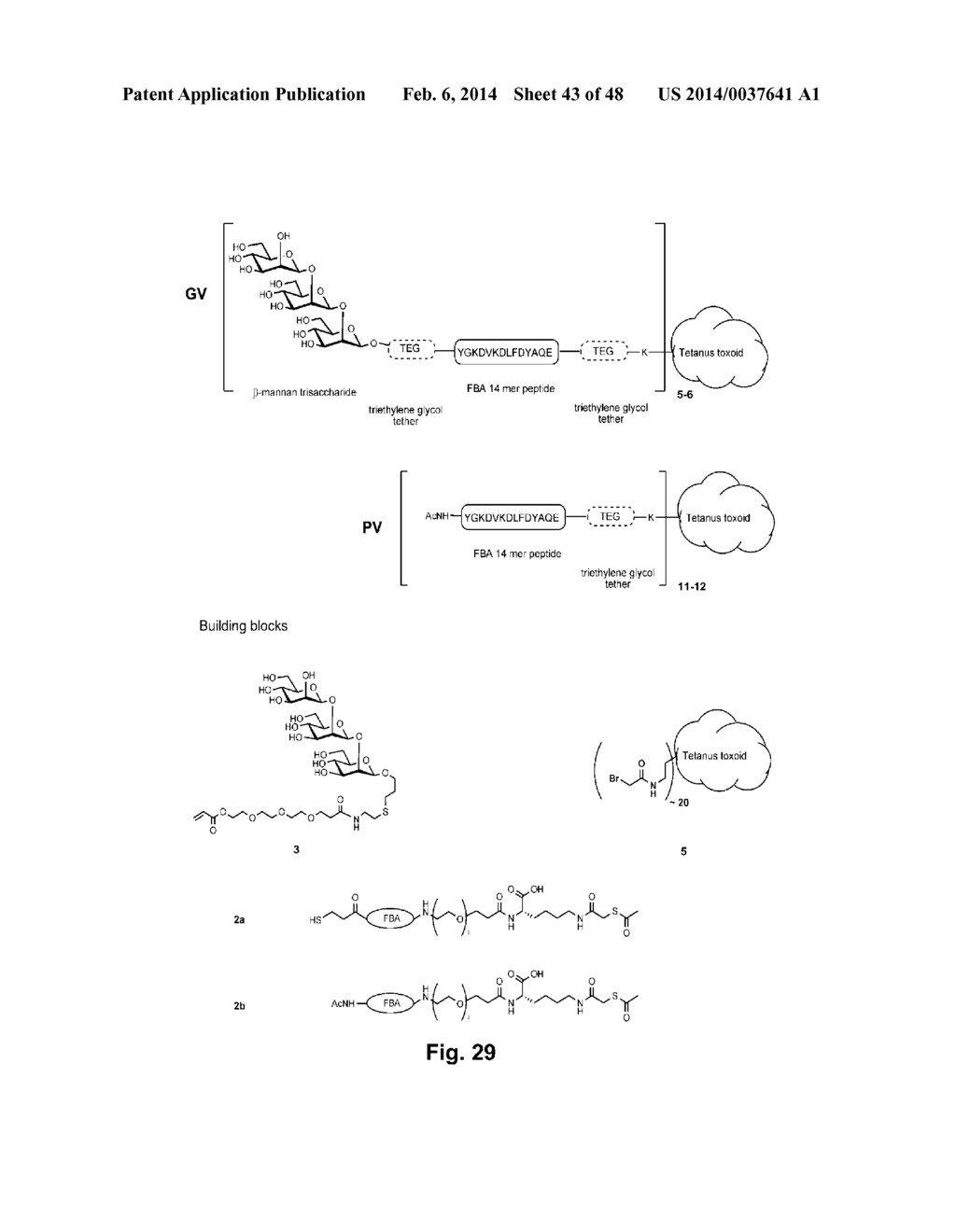 Peptide and Conjugate Vaccines for Fungal Infections - diagram, schematic, and image 44