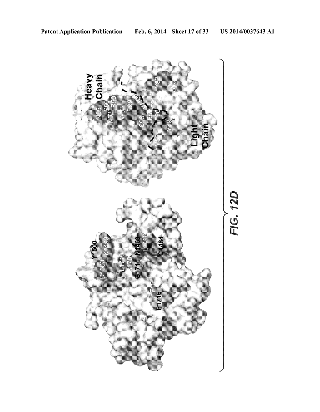 ANTI-NOTCH2 NRR ANTIBODIES - diagram, schematic, and image 18