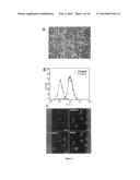 USE OF NUCLEOLIN AS A BIOMARKER FOR LYMPHANGIOGENESIS IN A CANCER     PROGNOSIS AND THERAPY diagram and image