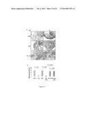 USE OF NUCLEOLIN AS A BIOMARKER FOR LYMPHANGIOGENESIS IN A CANCER     PROGNOSIS AND THERAPY diagram and image