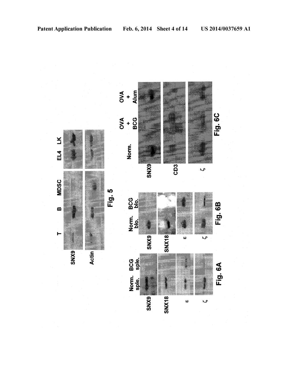 SNX9 AS A NOVEL BIOMARKER FOR CHRONIC INFLAMMATION AND ASSOCIATED     IMMUNOSUPPRESION AND A NEW REGULATOR OF T CELL RECEPTOR EXPRESSION AND     FUNCTION - diagram, schematic, and image 05