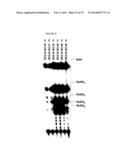 Detection of Mutations in a Gene Associated with Resistance to Viral     Infection, OAS1 diagram and image