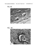 SCAFFOLD FOR TISSUE REGENERATION IN MAMMALS diagram and image