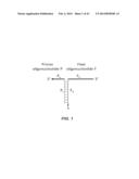 POLYNUCLEOTIDE PRIMERS AND PROBES diagram and image