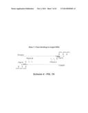 POLYNUCLEOTIDE PRIMERS AND PROBES diagram and image