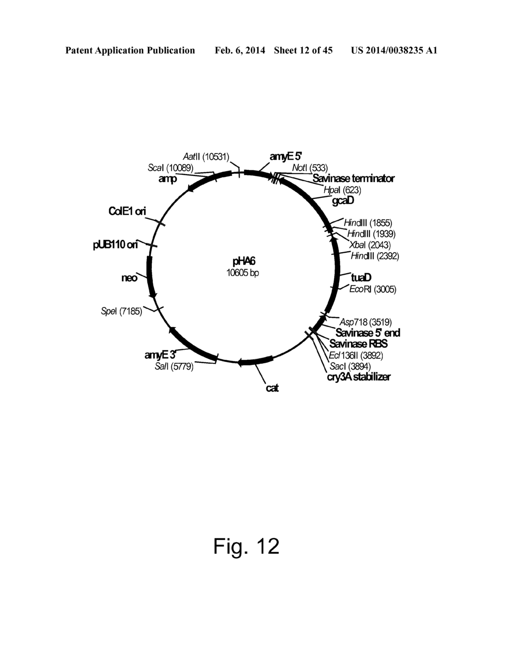 Methods For Producing Hyaluronan In A Recombinant Host Cell - diagram, schematic, and image 13