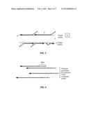 Global Amplification Using a Randomly Primed Composite Primer diagram and image