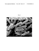 NOVEL PAENIBACILLUS SP. HPL-001 STRAIN FOR PRODUCING HIGHLY ACTIVE     XYLANASE HAVING HEAT RESISTANCE AND A WIDE PH RANGE, NOVEL XYLANASE     ENZYME ISOLATED THEREFROM, AND METHOD FOR MASS-PRODUCING SAME USING A     TRANSFORMANT THEREOF diagram and image