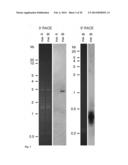 Tol1 FACTOR TRANSPOSASE AND DNA INTRODUCTION SYSTEM USING THE SAME diagram and image