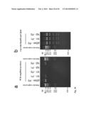 Tol1 FACTOR TRANSPOSASE AND DNA INTRODUCTION SYSTEM USING THE SAME diagram and image