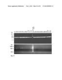 Tol1 FACTOR TRANSPOSASE AND DNA INTRODUCTION SYSTEM USING THE SAME diagram and image