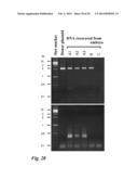 Tol1 FACTOR TRANSPOSASE AND DNA INTRODUCTION SYSTEM USING THE SAME diagram and image