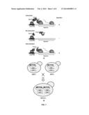 HIGH THROUGHPUT YEAST TWO-HYBRID SCREENING METHOD AND REAGENT KIT diagram and image