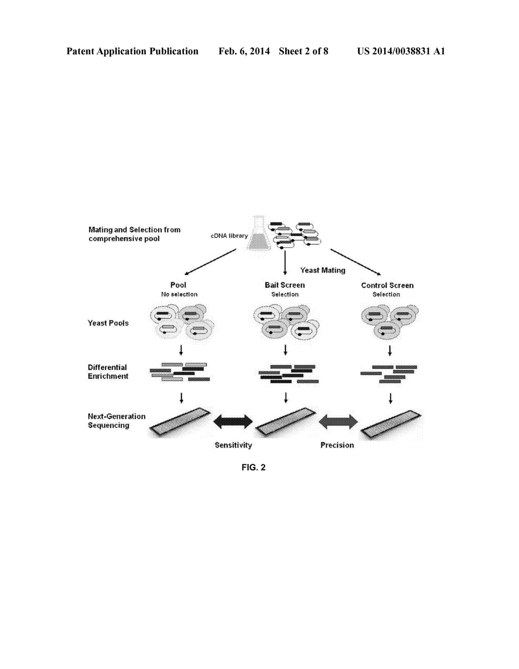 HIGH THROUGHPUT YEAST TWO-HYBRID SCREENING METHOD AND REAGENT KIT - diagram, schematic, and image 03