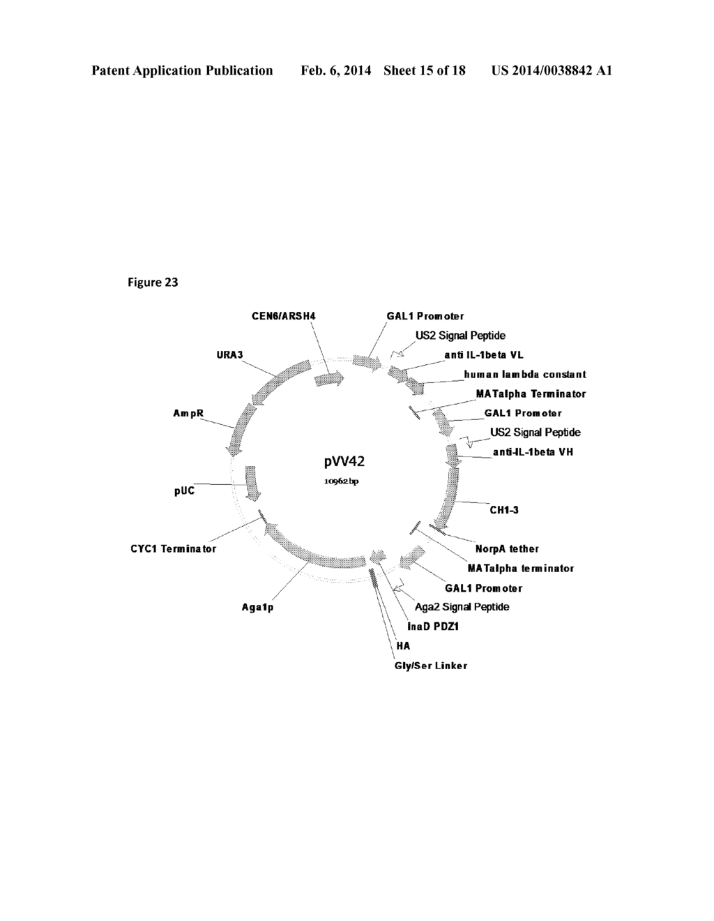 CELL SURFACE DISPLAY USING PDZ DOMAINS - diagram, schematic, and image 16