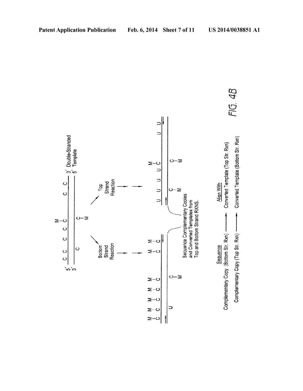 PRESERVATION OF INFORMATION RELATED TO GENOMIC DNA METHYLATION - diagram, schematic, and image 08