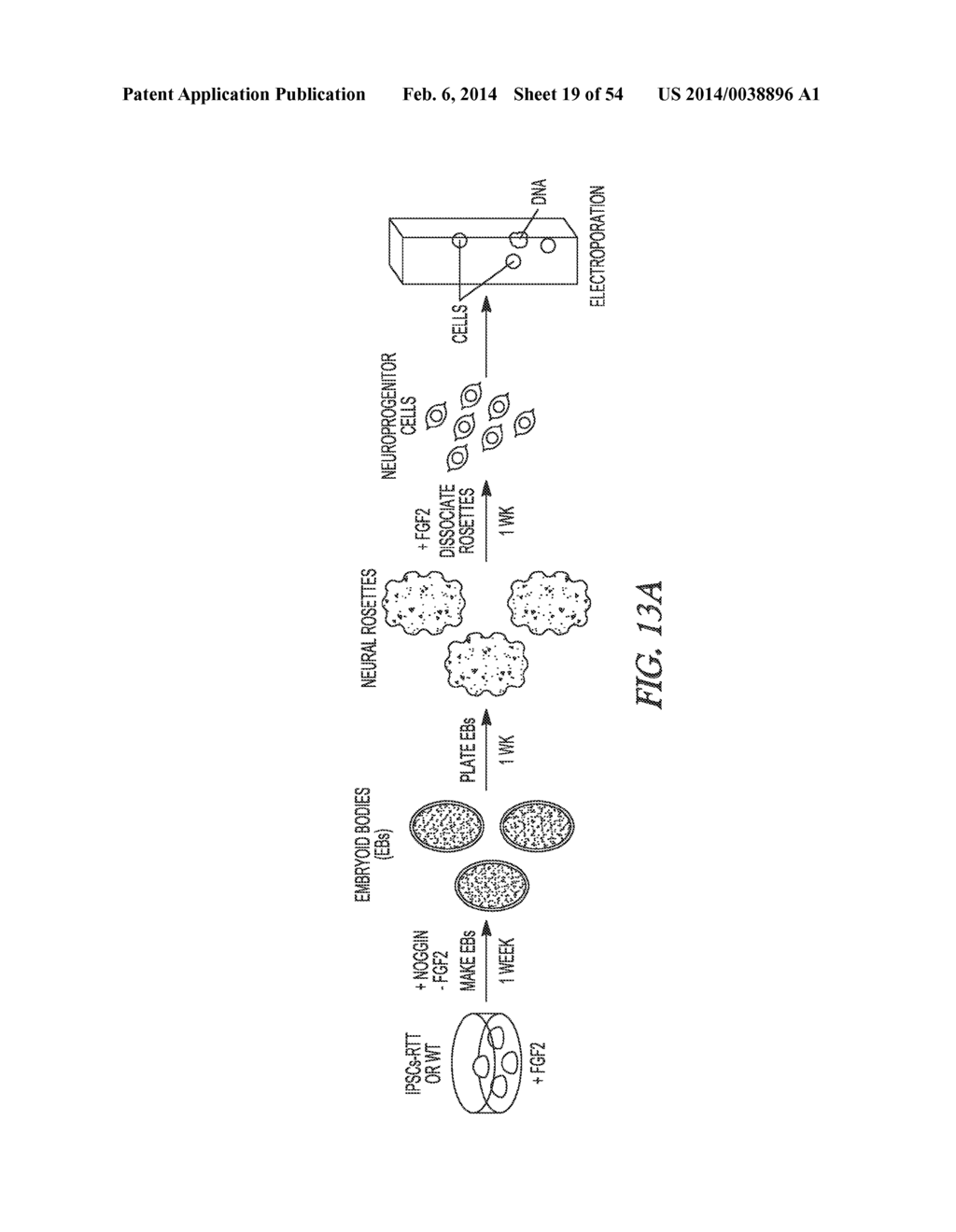 Retroelements and mental disorders and methods of measuring L1     retrotransposition - diagram, schematic, and image 20