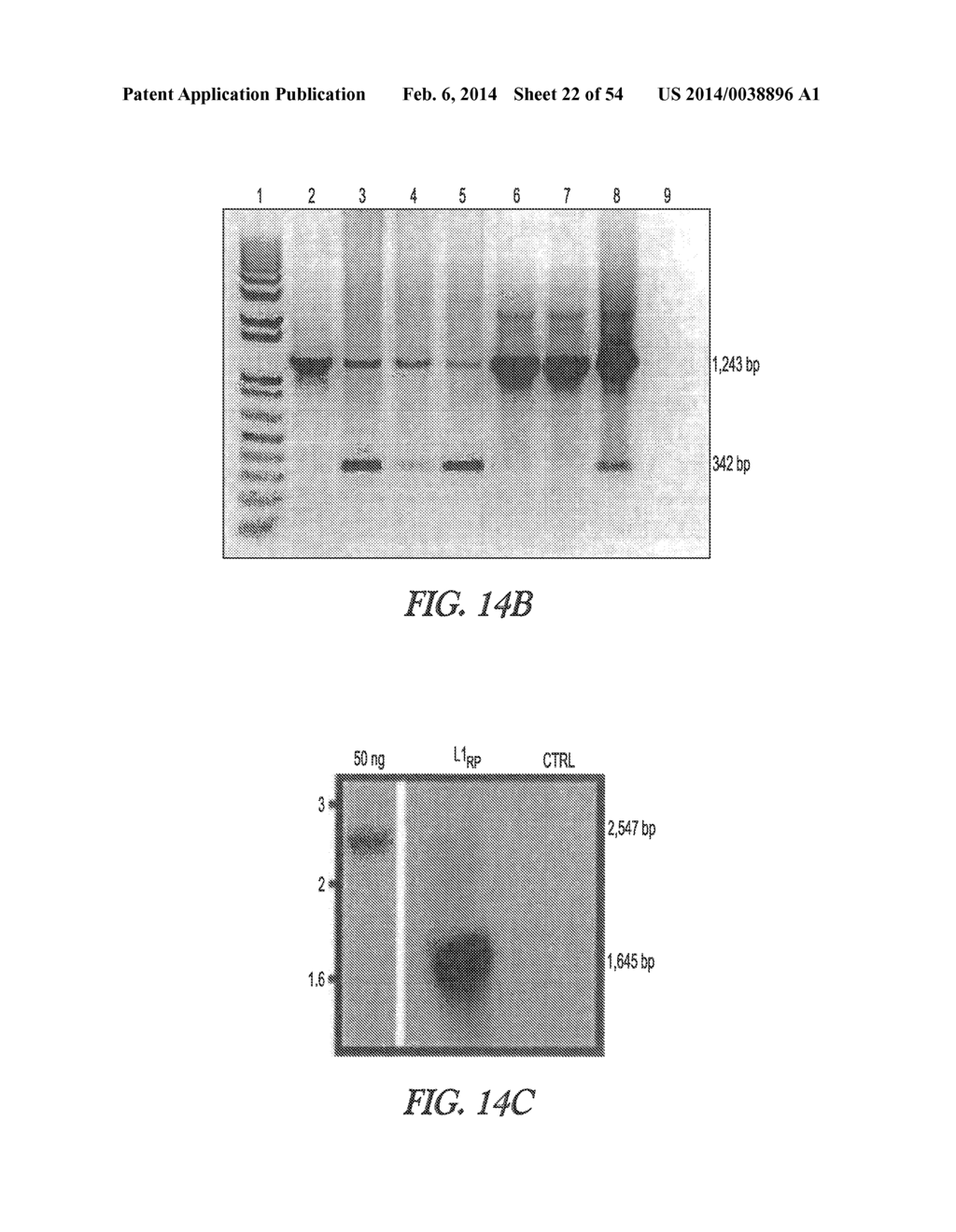 Retroelements and mental disorders and methods of measuring L1     retrotransposition - diagram, schematic, and image 23