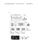 TFEB VARIANTS AND USES THEREOF diagram and image