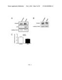 THERAPEUTIC AND DIAGNOSTIC METHODS INVOLVING BIGLYCAN AND UTROPHIN diagram and image