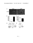 THERAPEUTIC AND DIAGNOSTIC METHODS INVOLVING BIGLYCAN AND UTROPHIN diagram and image