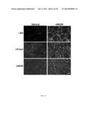 THERAPEUTIC AND DIAGNOSTIC METHODS INVOLVING BIGLYCAN AND UTROPHIN diagram and image