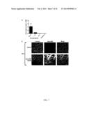 THERAPEUTIC AND DIAGNOSTIC METHODS INVOLVING BIGLYCAN AND UTROPHIN diagram and image