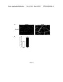 THERAPEUTIC AND DIAGNOSTIC METHODS INVOLVING BIGLYCAN AND UTROPHIN diagram and image